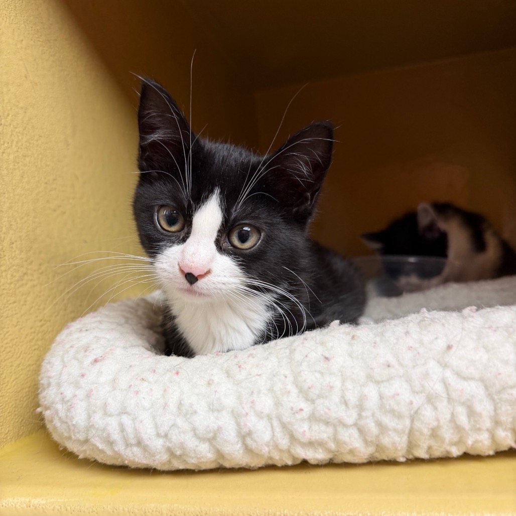 Shelter Stray Female Cat last seen , Animal Care & Control Team of Philly, 111 W Hunting Park Ave, Philadelphia, PA 19140, USA
