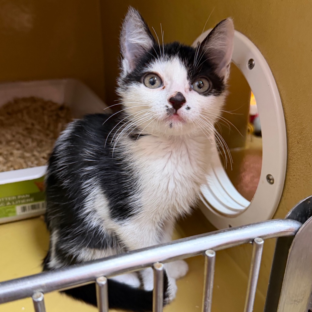 Shelter Stray Male Cat last seen , Animal Care & Control Team of Philly, 111 W Hunting Park Ave, Philadelphia, PA 19140, USA