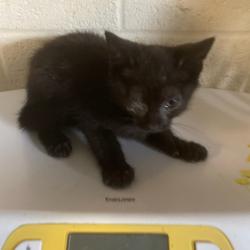 Shelter Stray Male Cat last seen , 2350 Appling City Cove, Memphis, TN 38133, USA