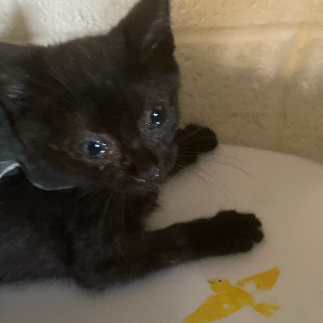 Shelter Stray Female Cat last seen , 2350 Appling City Cove, Memphis, TN 38133, USA