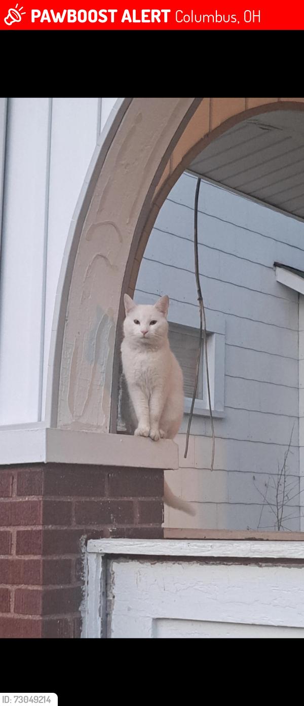 Lost Male Cat last seen South roys and postle road , Columbus, OH 43204