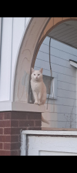 Lost Male Cat last seen South roys and postle road , Columbus, OH 43204