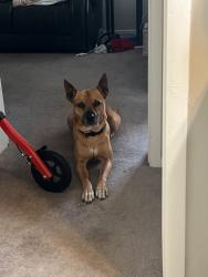 Lost Male Dog last seen Illinois and getz rd, Fort Wayne, IN 46804