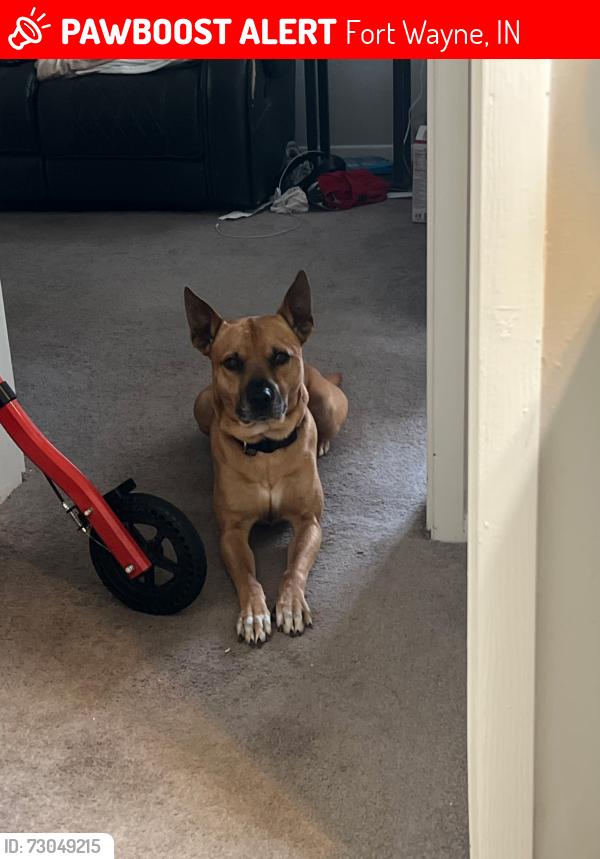 Lost Male Dog last seen Illinois and getz rd, Fort Wayne, IN 46804
