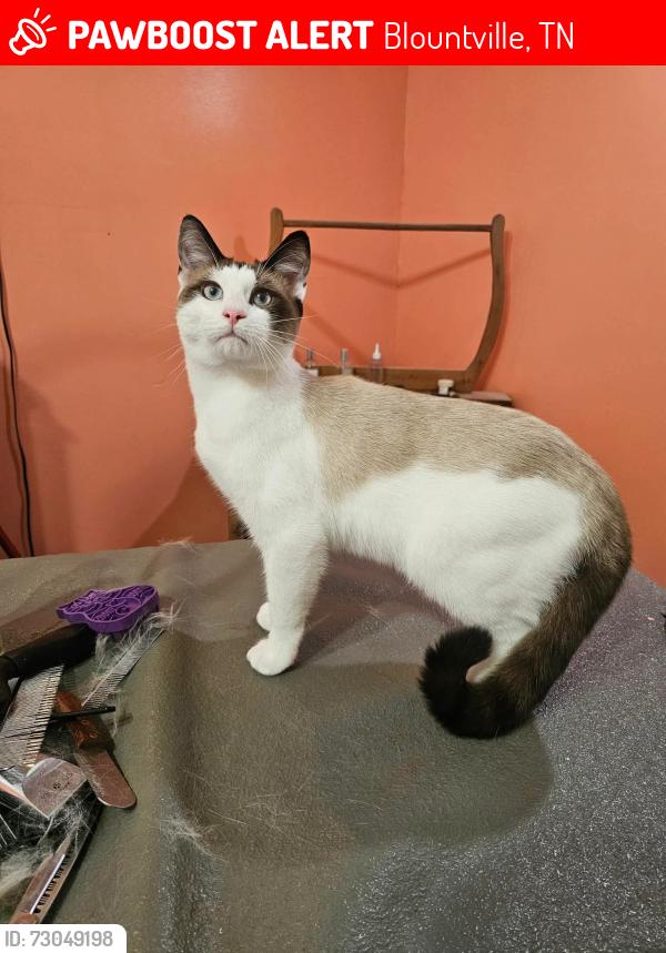 Lost Male Cat last seen Carr ests, Blountville, TN 37617