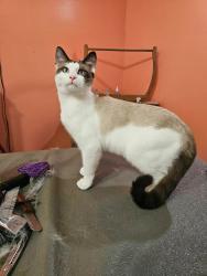Lost Male Cat last seen Carr ests, Blountville, TN 37617