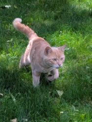Found/Stray Male Cat last seen Dudemaine & Boulevard O'Brien, Montréal, QC H4J 1Y8