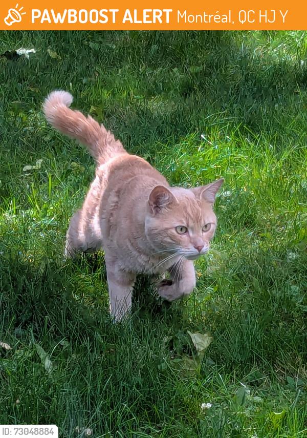 Found/Stray Male Cat last seen Dudemaine & Boulevard O'Brien, Montréal, QC H4J 1Y8