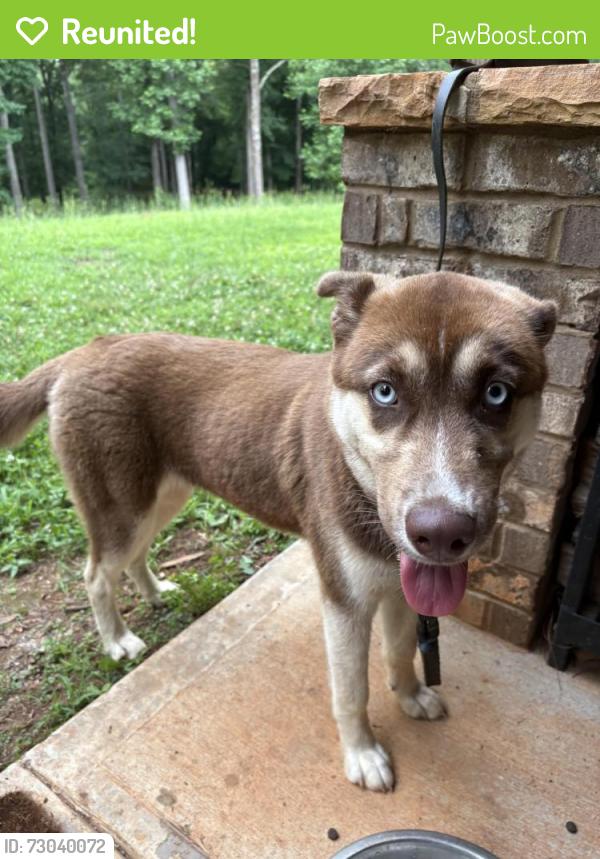 Reunited Female Dog last seen Rocky Branch Crossing Gainesville GA, Gainesville, GA 30507