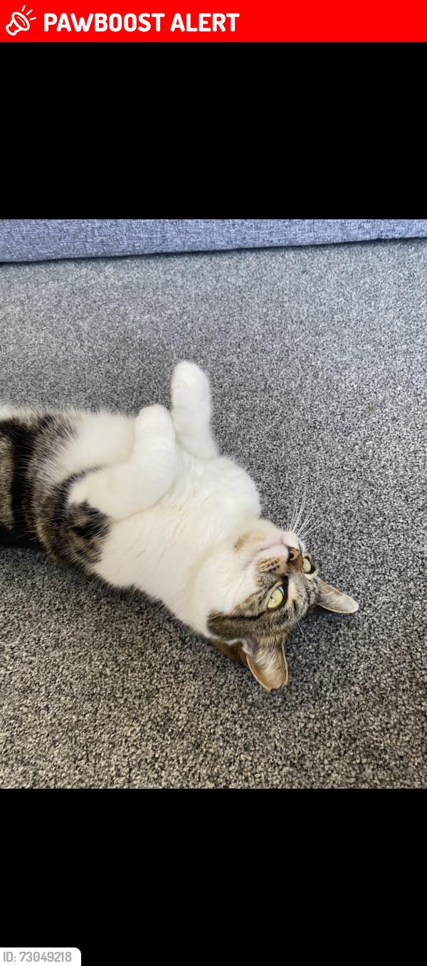 Lost Female Cat last seen Breck road,oakfeild road , Merseyside, England L5