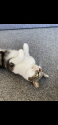 Lost Female Cat last seen Breck road,oakfeild road , Merseyside, England L5