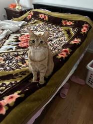 Lost Male Cat last seen Cross Street, Winchester, MA 01890
