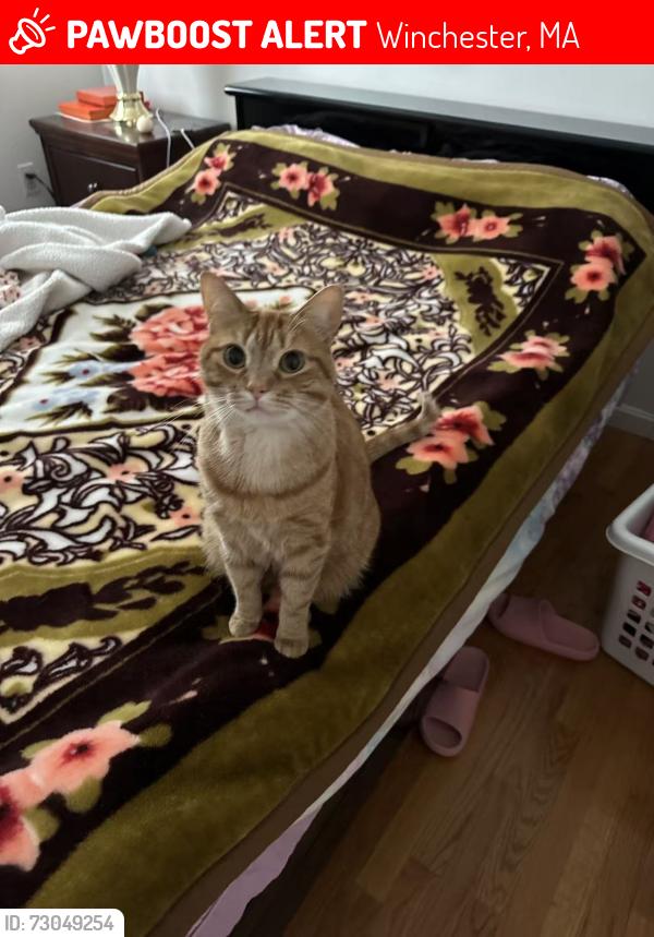 Lost Male Cat last seen Cross Street, Winchester, MA 01890