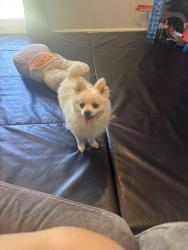 Reunited Male Dog last seen Dublin ave , Springfield, VA 22151