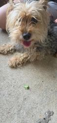 Found/Stray Male Dog last seen Ross Rd and Birch Run ln, Memphis, TN 38115