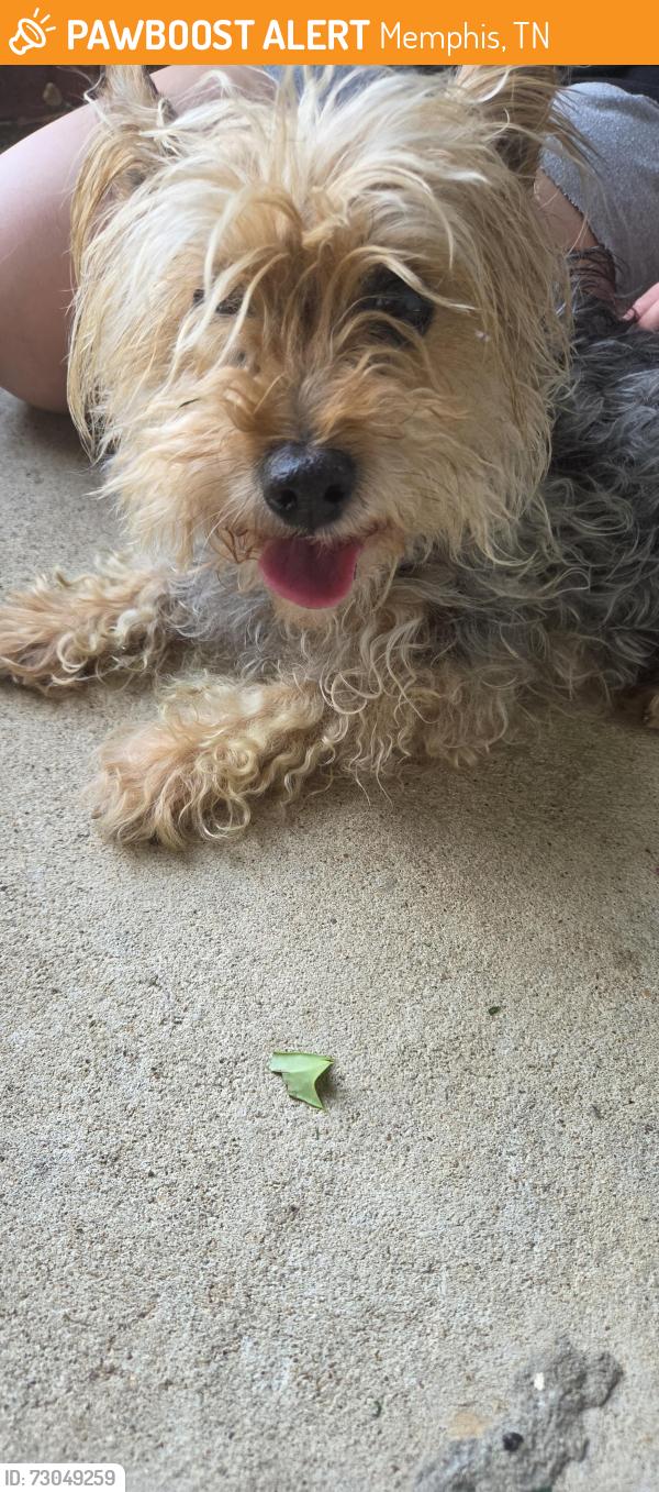 Found/Stray Male Dog last seen Ross Rd and Birch Run ln, Memphis, TN 38115