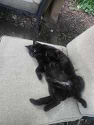Reunited Male Cat last seen Franklin &Fuller, Grand Rapids, MI 49507