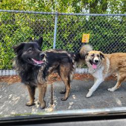 Reunited Unknown Dog last seen San Pablo Dam Rd and Valley View Rd, El Sobrante, CA 94803