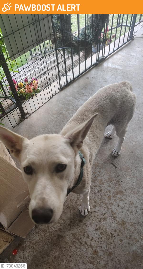 Found/Stray Female Dog last seen Avon Dr and Hwy 9, Spartanburg County, SC 29303