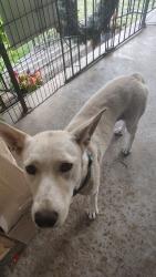 Found/Stray Female Dog last seen Avon Dr and Hwy 9, Spartanburg County, SC 29303