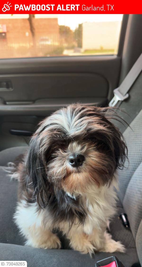 Lost Female Dog last seen Tanglewood ln, Garland, TX 75041