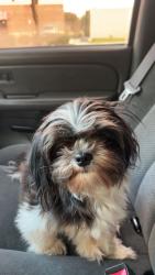 Lost Female Dog last seen Tanglewood ln, Garland, TX 75041