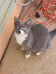 Lost Female Cat last seen Dixie and 1525 n, St. George, UT 84770