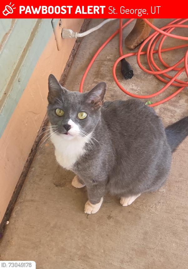 Lost Female Cat last seen Dixie and 1525 n, St. George, UT 84770