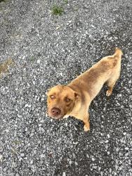 Found/Stray Male Dog last seen 1/2 mile north of the water tank on the Hulaco Road, Joppa, AL 35087