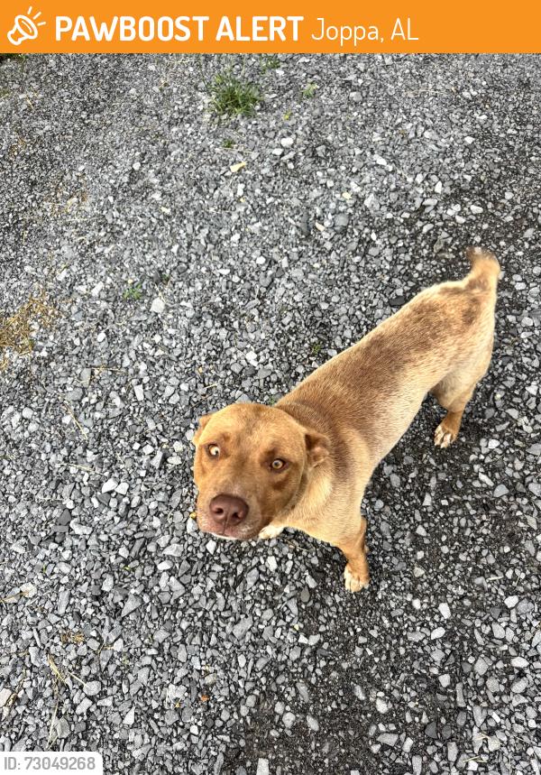 Found/Stray Male Dog last seen 1/2 mile north of the water tank on the Hulaco Road, Joppa, AL 35087