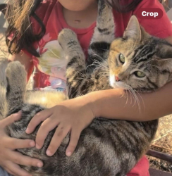 Lost Female Cat last seen Kennedy Market, Heber, CA 92249
