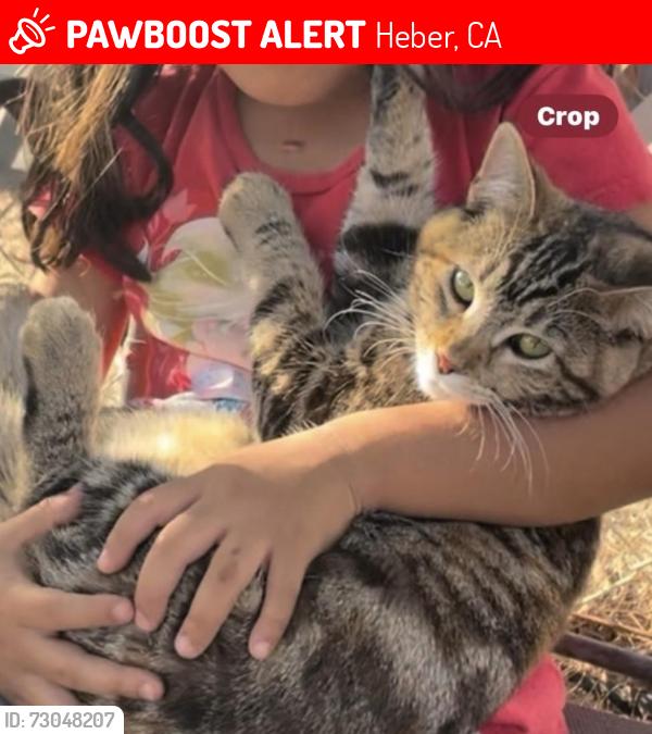 Lost Female Cat last seen Kennedy Market, Heber, CA 92249