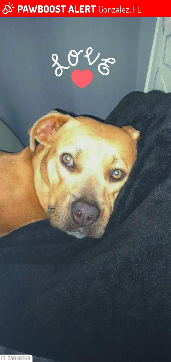 Lost Female Dog last seen West Roberts road and Jeter rd, Gonzalez, FL 32533