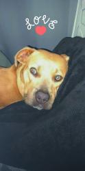 Lost Female Dog last seen West Roberts road and Jeter rd, Gonzalez, FL 32533