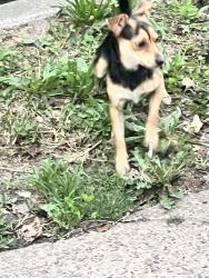 Found/Stray Male Dog last seen Uber st Ogontz ave , Philadelphia, PA 19138