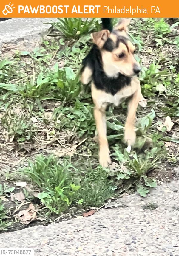 Found/Stray Male Dog last seen Uber st Ogontz ave , Philadelphia, PA 19138