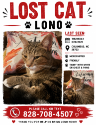 Lost Male Cat last seen Thorne ave Columbus nc, Columbus, NC 28722
