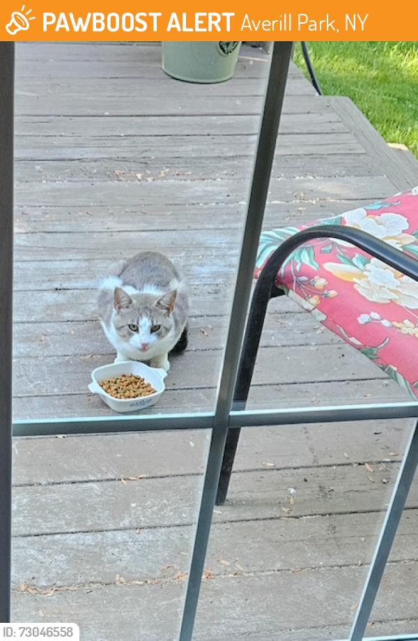 Found/Stray Unknown Cat last seen Vosburgh Rd/Laura Lane, Averill Park, NY 12018