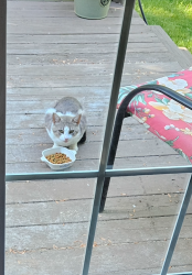 Found/Stray Unknown Cat last seen Vosburgh Rd/Laura Lane, Averill Park, NY 12018