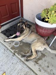 Found/Stray Male Dog last seen 10th E and E Ave R-4, Palmdale, CA 93550