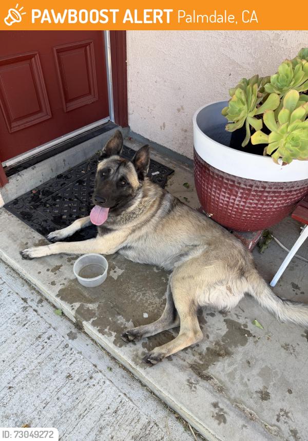 Found/Stray Male Dog last seen 10th E and E Ave R-4, Palmdale, CA 93550