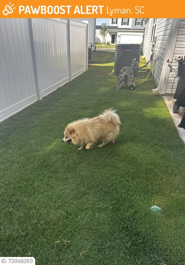 Found/Stray Male Dog last seen Edward’s Road.. Persimmon Hill Community, Lyman, SC 29365