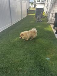 Found/Stray Male Dog last seen Edward’s Road.. Persimmon Hill Community, Lyman, SC 29365