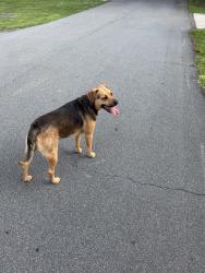 Found/Stray Male Dog last seen Pottstown and Zion church td, Mountain View, NC 28602