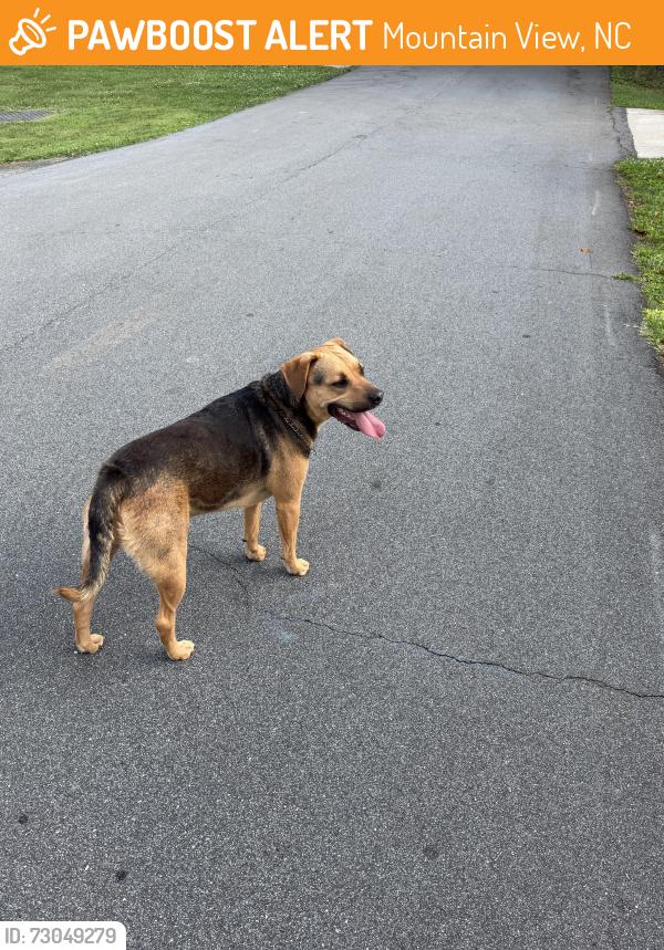 Found/Stray Male Dog last seen Pottstown and Zion church td, Mountain View, NC 28602