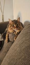 Reunited Male Cat last seen Issac Brock , Hamilton, ON L8J