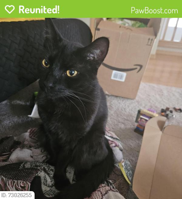 Reunited Male Cat last seen 70th and 44th st, Marysville, WA 98270