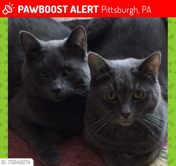 Lost Male Cat last seen Jackson st and Hampton st, Pittsburgh, PA 15206