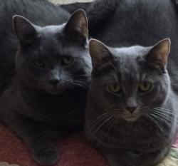Lost Male Cat last seen Jackson st and Hampton st, Pittsburgh, PA 15206