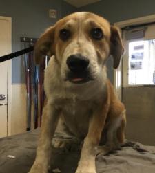 Shelter Stray Male Dog last seen Near BLOCK COLUMBUS AVE, RIVERSIDE, CA, 6851 Van Buren Boulevard, Jurupa Valley, CA 92509, USA